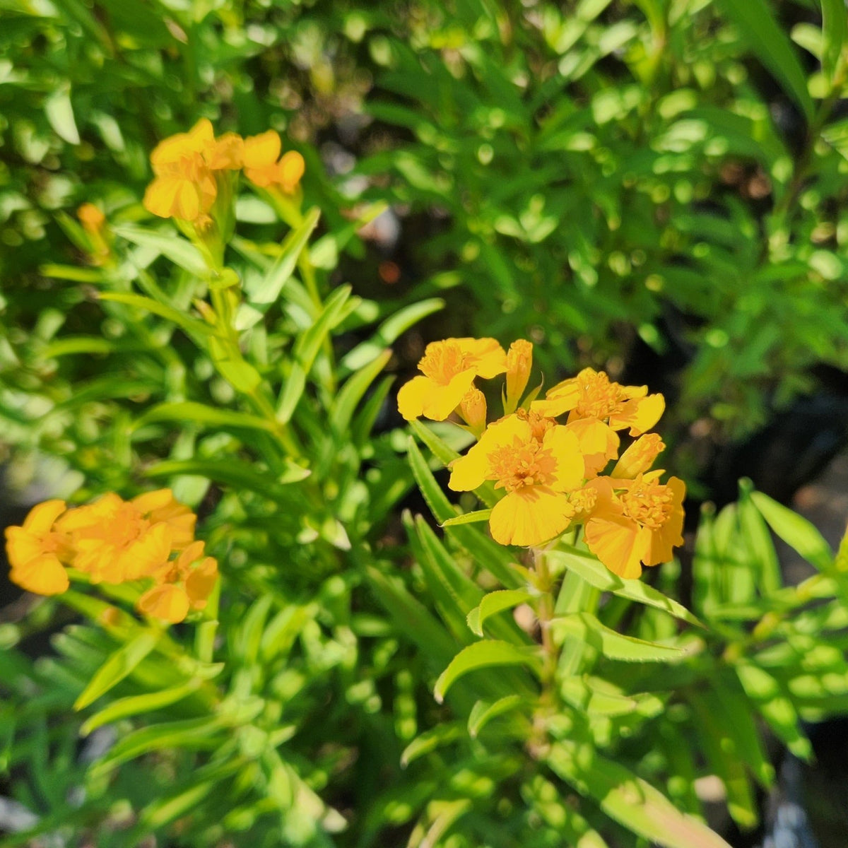 Tagetes lucida (Mexican Mint Marigold)