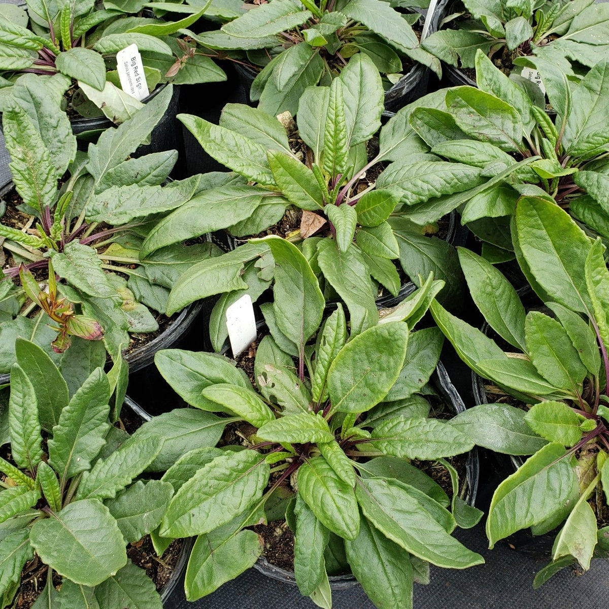 Salvia pentstemonoides (Big Red Sage)