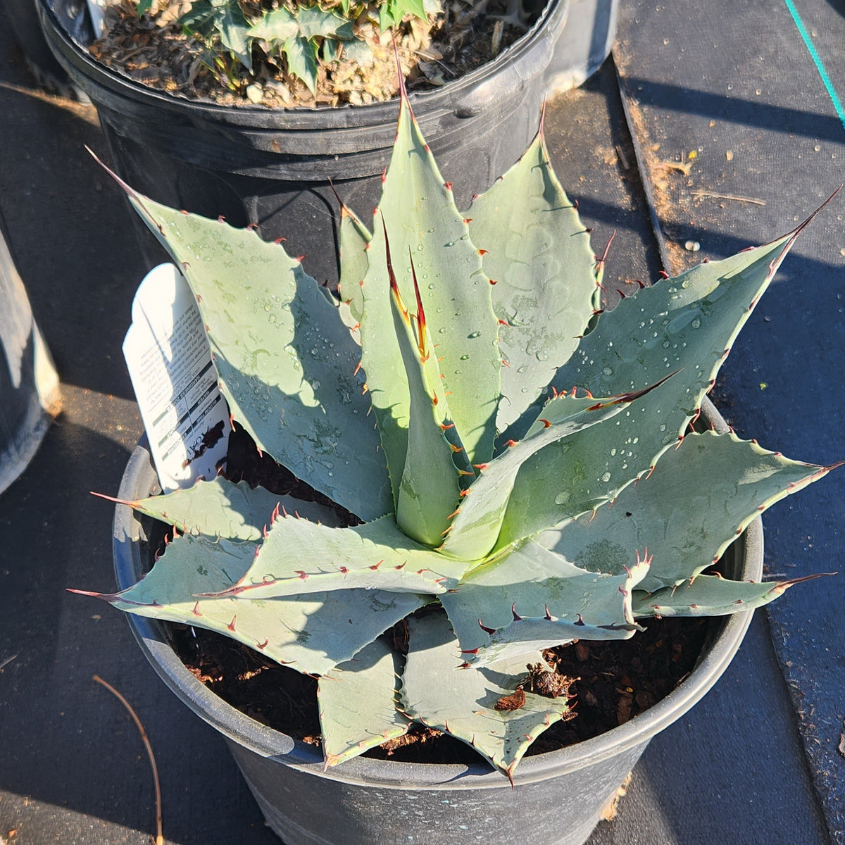 Agave parryi (Parry's Agave)