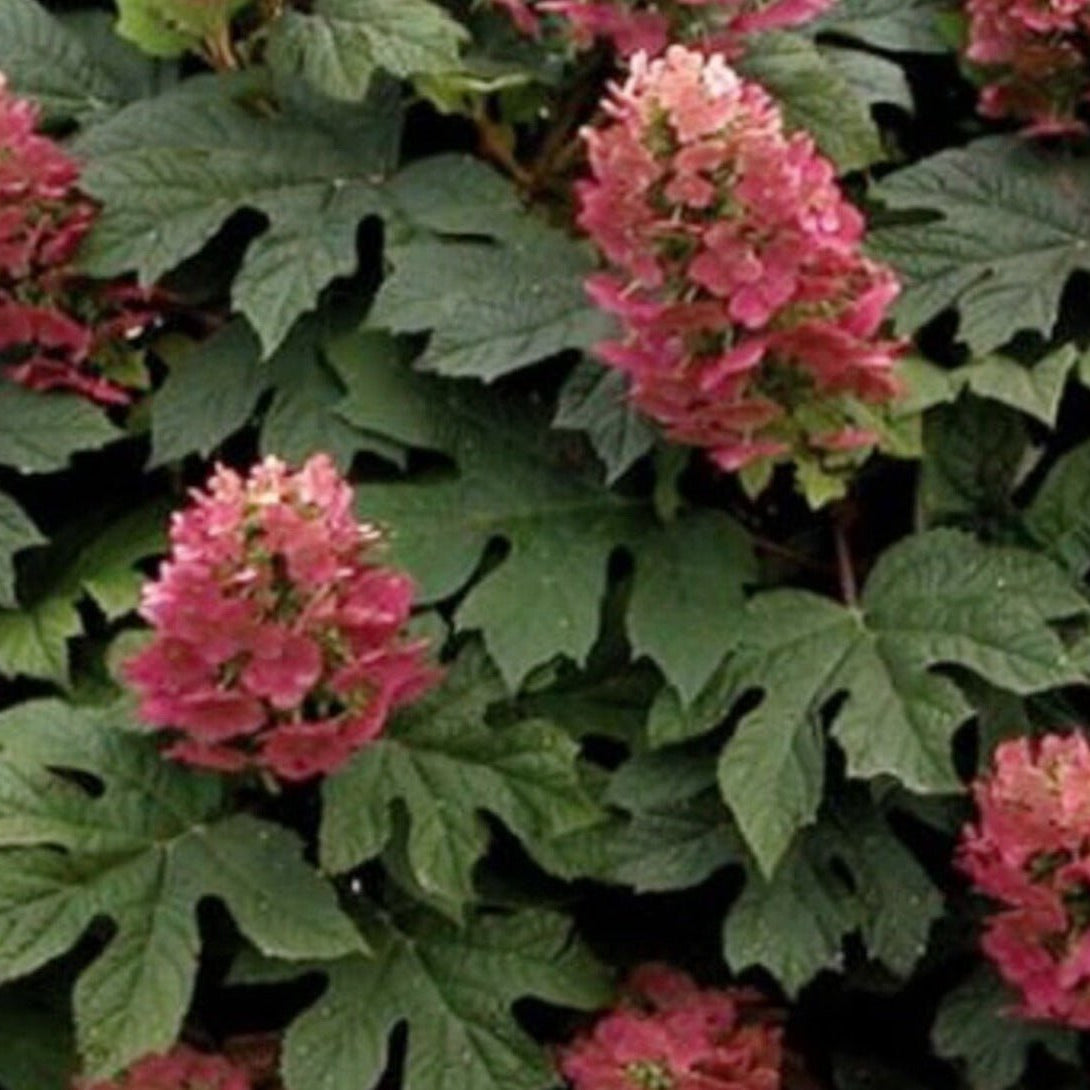 Hydrangea quercifolia 'Ruby Slippers' (Oakleaf Hydrangea 'Ruby Slippers')