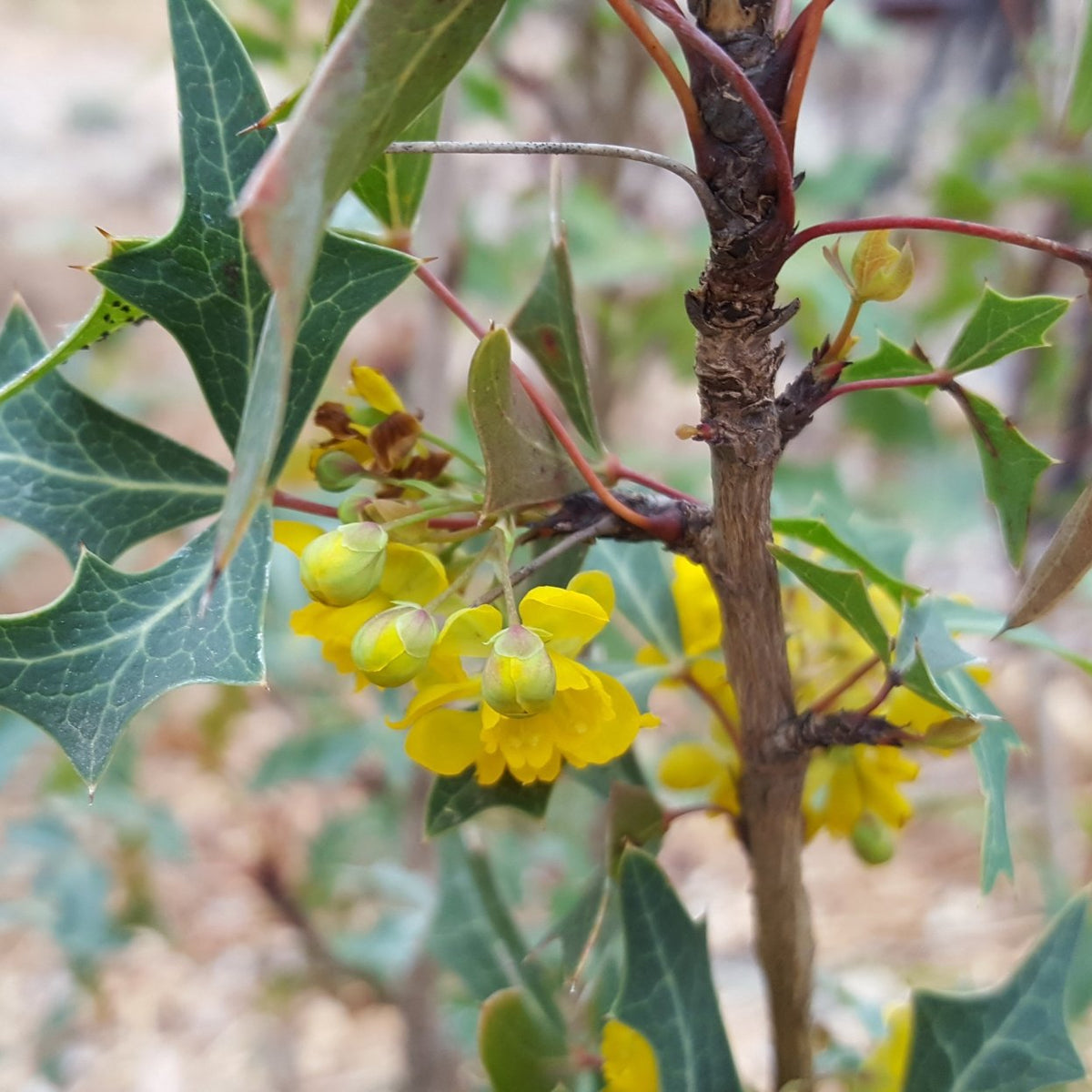 Agarita (Mahonia trifoliolata)