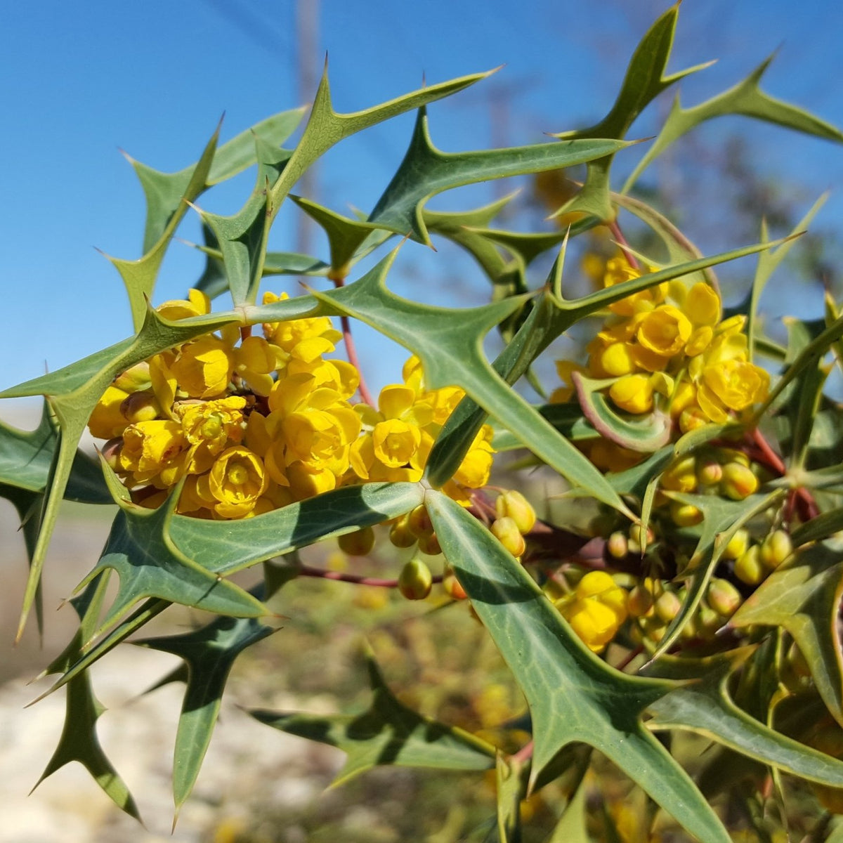 Agarita (Mahonia trifoliolata)