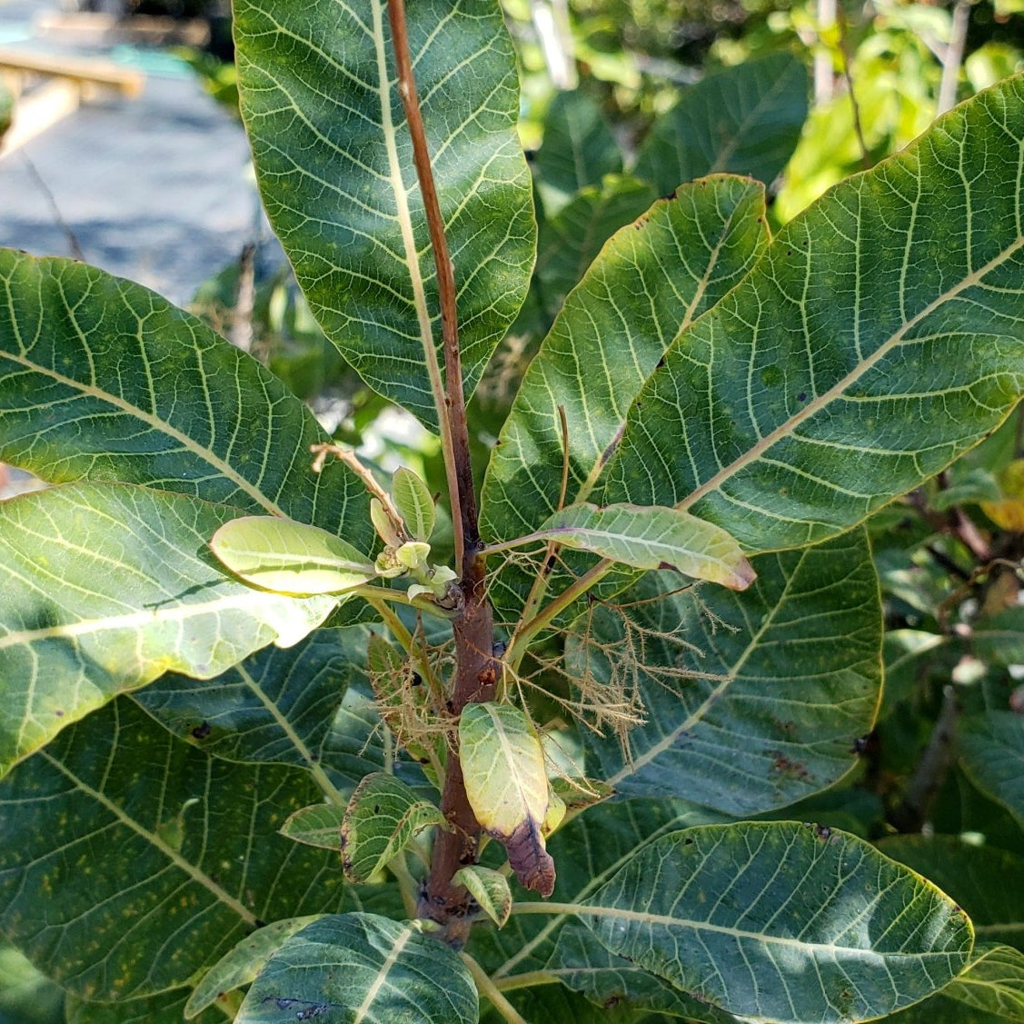 American Smoke Tree (Cotinus obovatus)