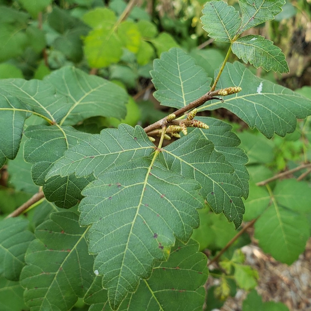 Sumac, aromatic (Rhus aromatica)