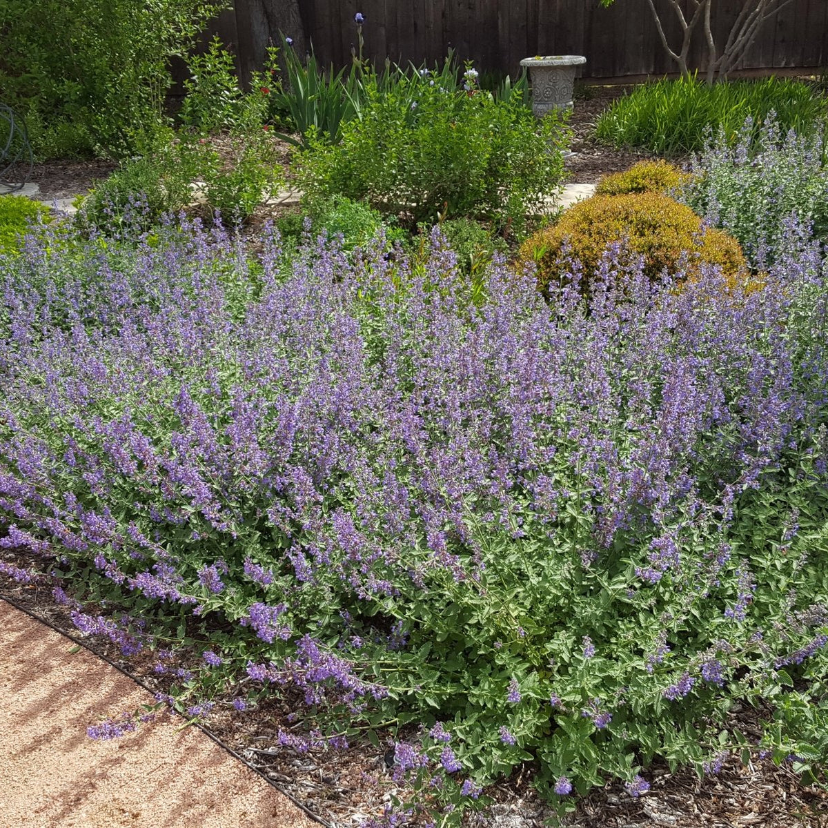 Catmint 'Walker's Low' (Nepeta x faassenii 'Walker's Low')