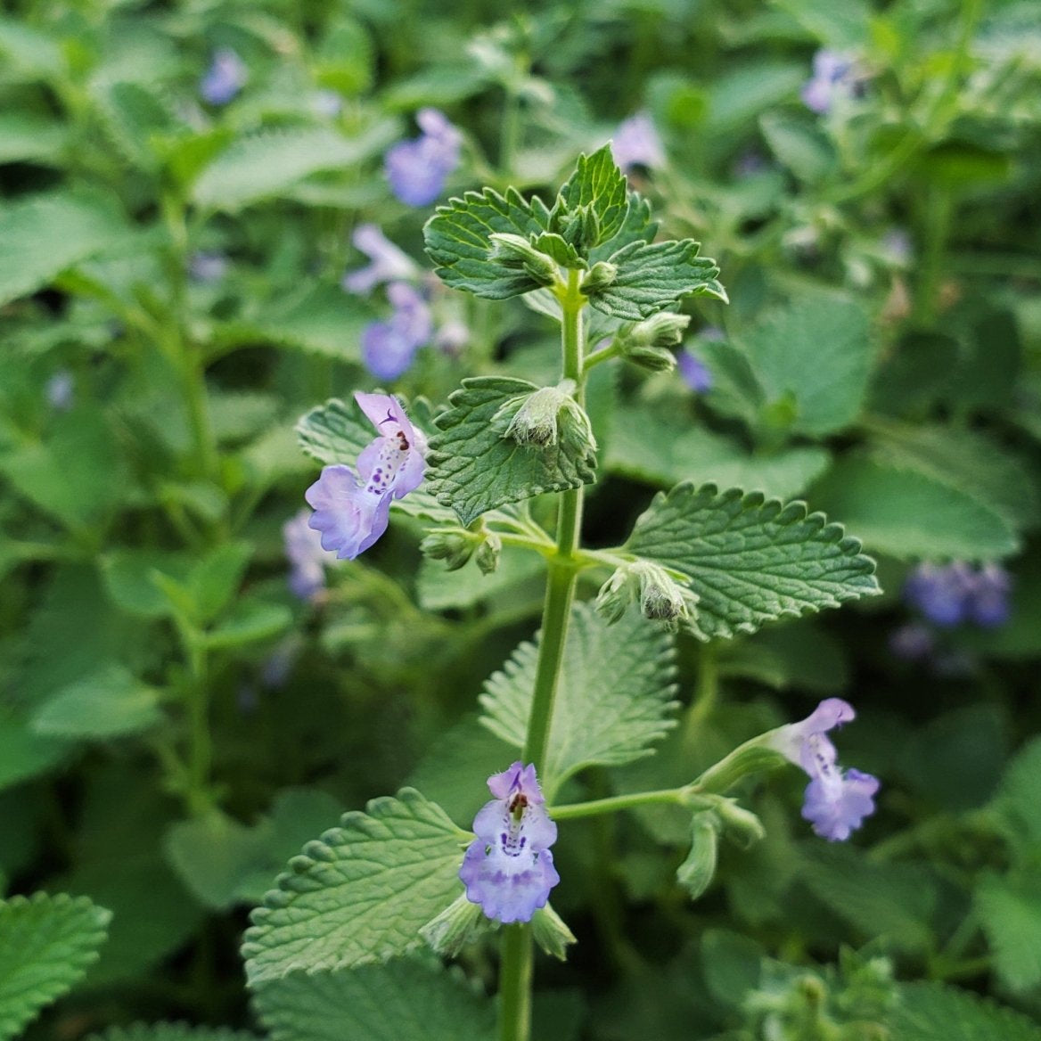 Catmint 'Walker's Low' (Nepeta x faassenii 'Walker's Low')