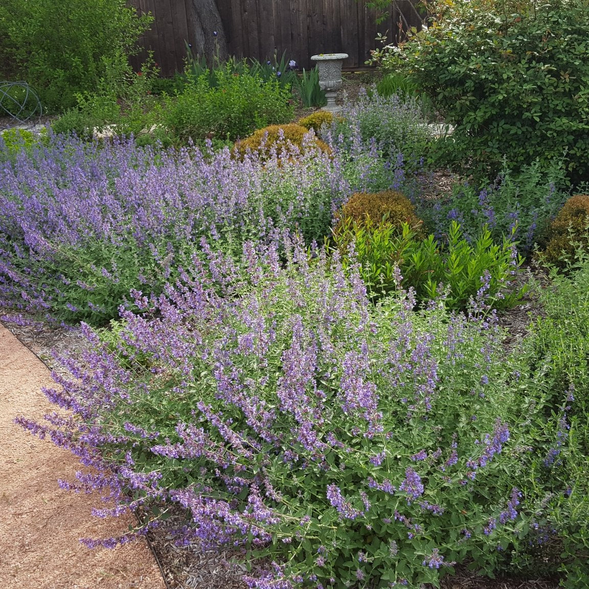 Catmint 'Walker's Low' (Nepeta x faassenii 'Walker's Low')