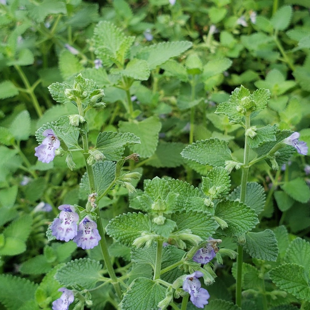 Catmint 'Walker's Low' (Nepeta x faassenii 'Walker's Low')