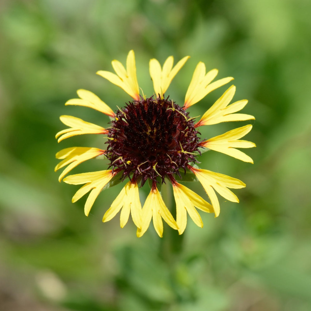 Gaillardia aestivalis (Lanceleaf Blanketflower)