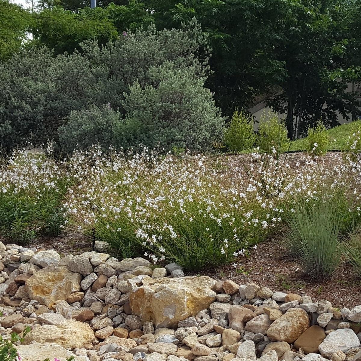 Oenothera lindheimeri 'Belleza White' (Gaura 'Belleza White')