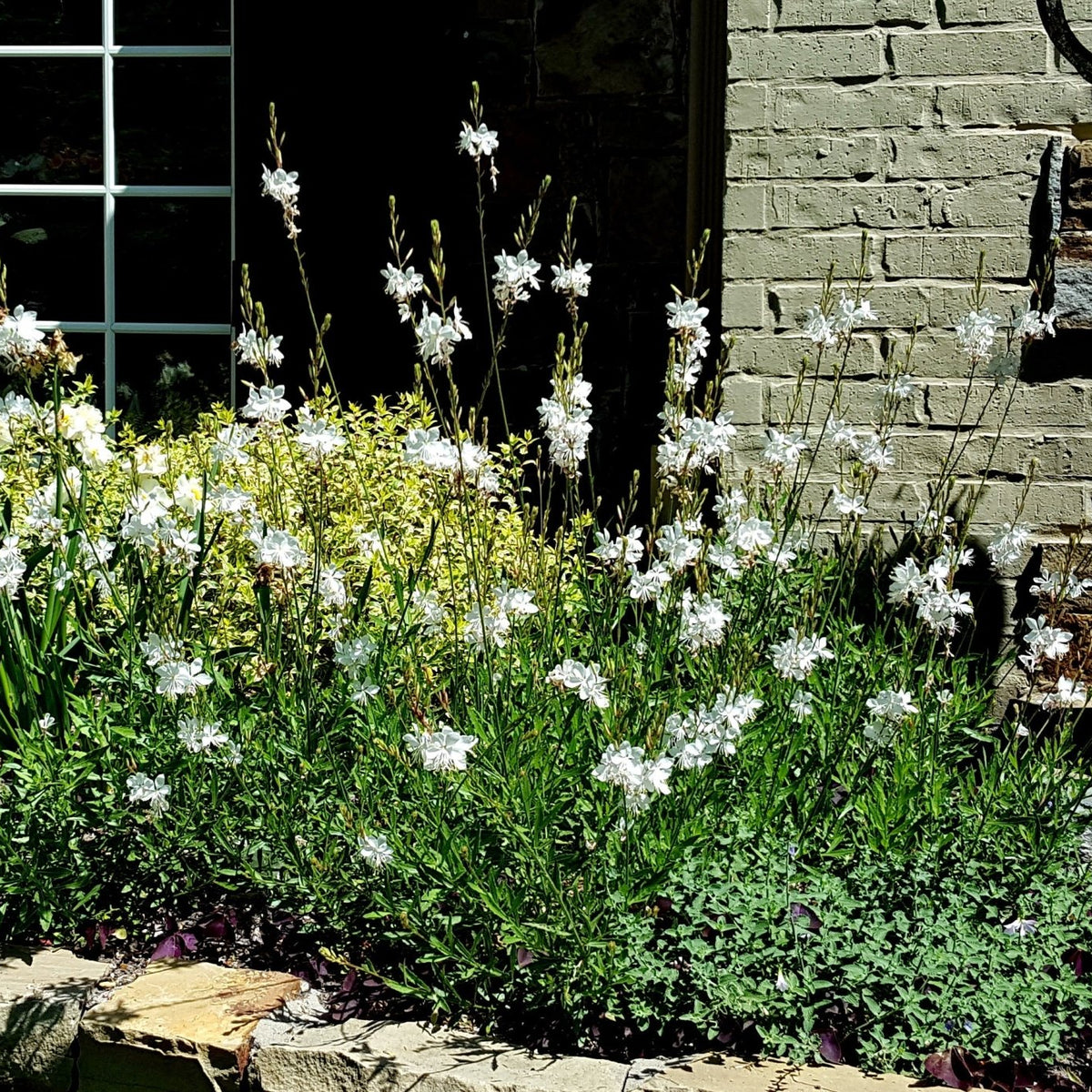 Oenothera lindheimeri 'Belleza White' (Gaura 'Belleza White')