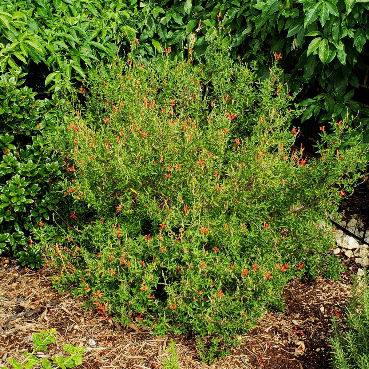 Hummingbird bush (Anisacanthus quadrifidus var. wrightii)