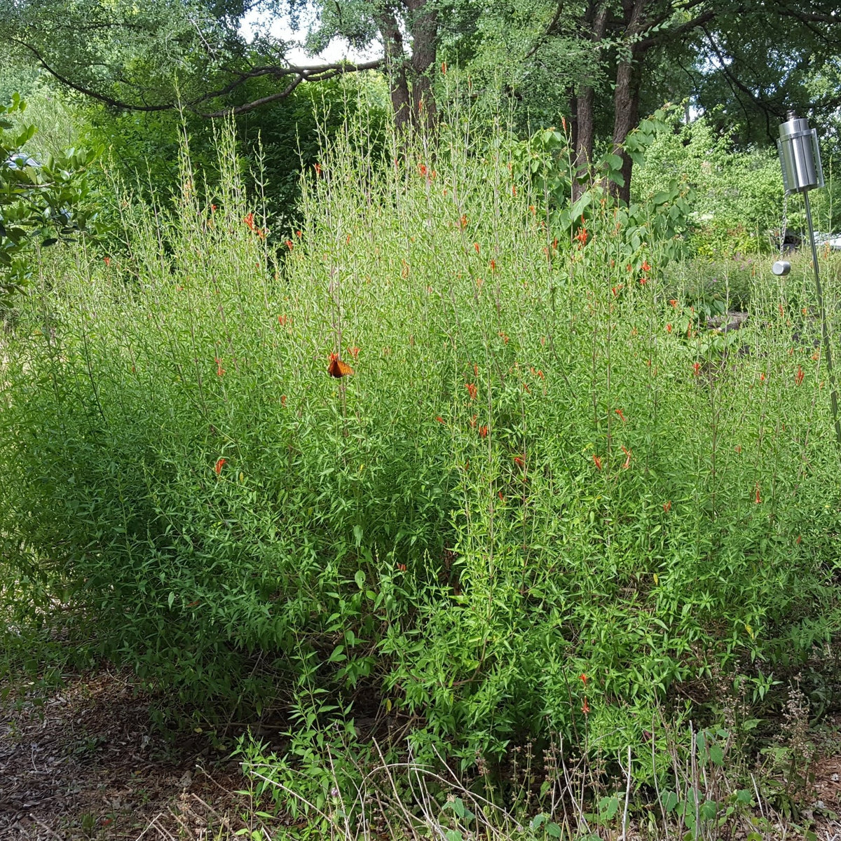 Hummingbird bush (Anisacanthus quadrifidus var. wrightii)