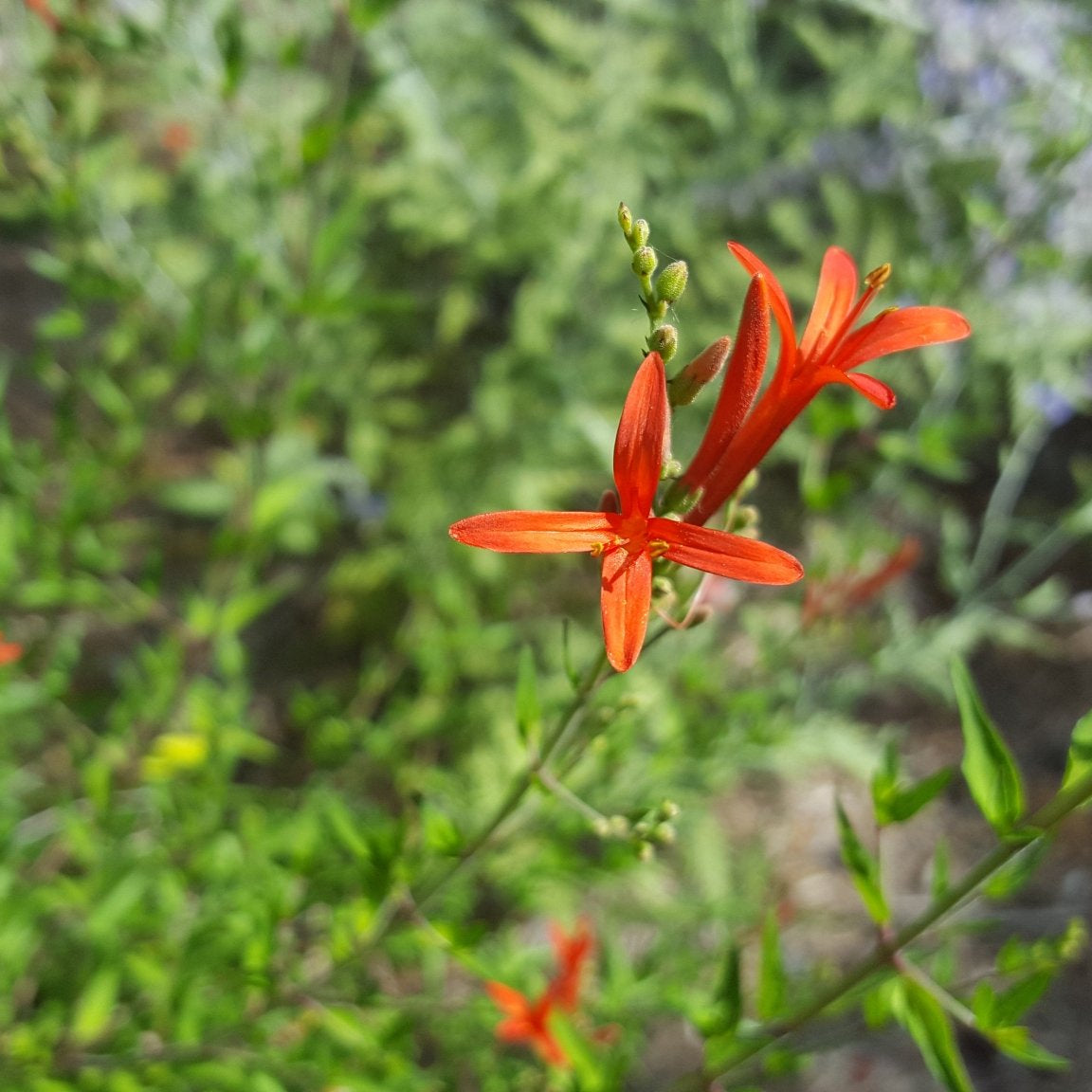 Hummingbird bush (Anisacanthus quadrifidus var. wrightii)