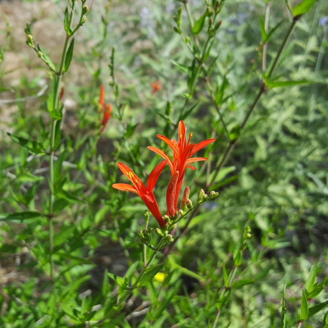 Hummingbird bush (Anisacanthus quadrifidus var. wrightii)