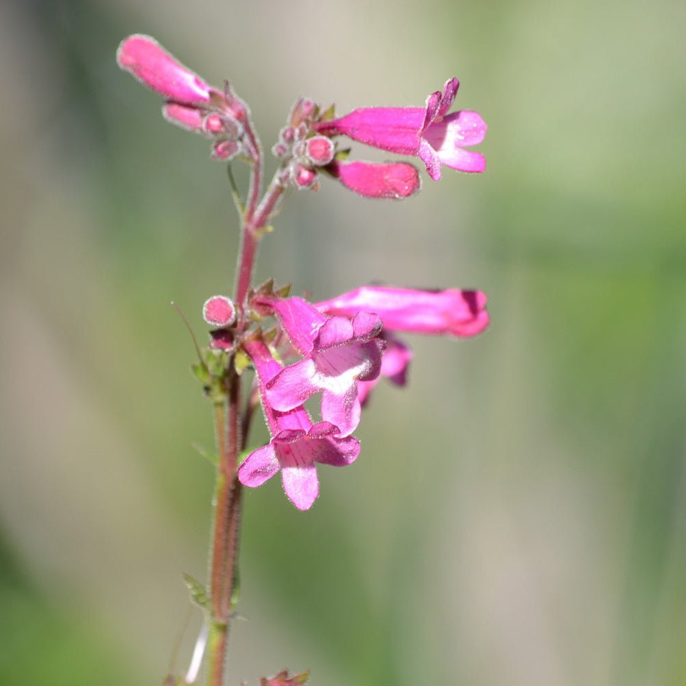 Penstemon triflorus Scarlet penstemon