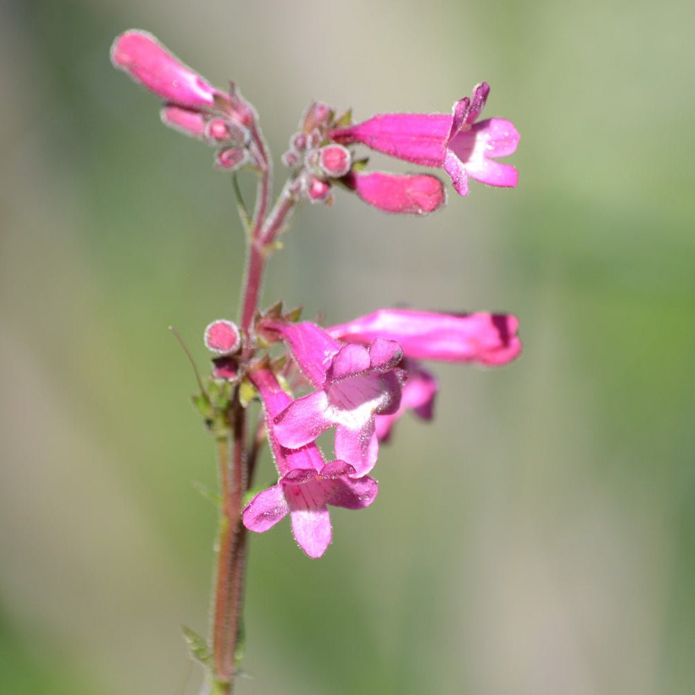 Penstemon triflorus Scarlet penstemon