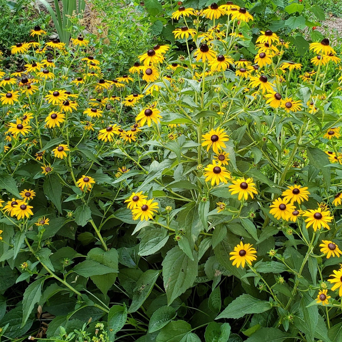 Black-Eyed Susan 'Goldsturm' (Rudbeckia fulgida var. sullivantii 'Goldsturm')