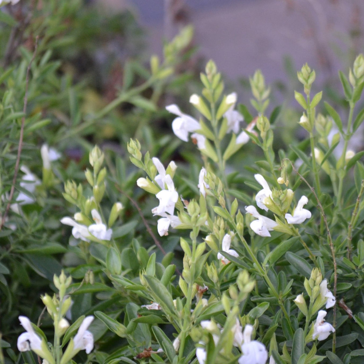 Salvia greggii white (Autumn Sage white)