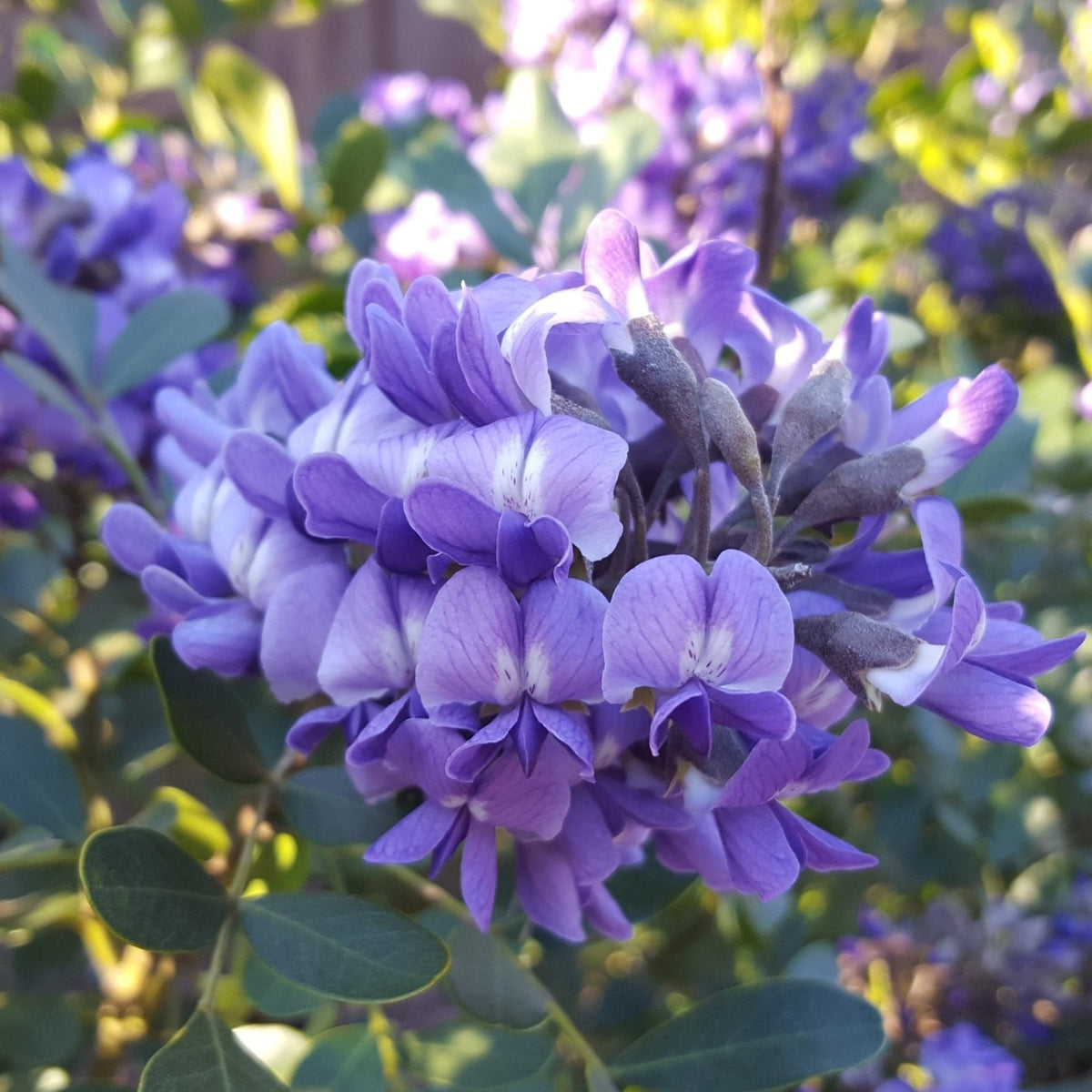 Texas mountain laurel (Sophora secundiflora)
