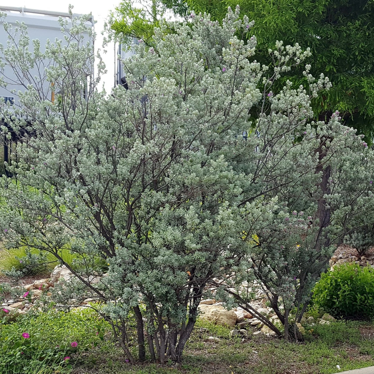 Texas sage (Leucophyllum frutescens)