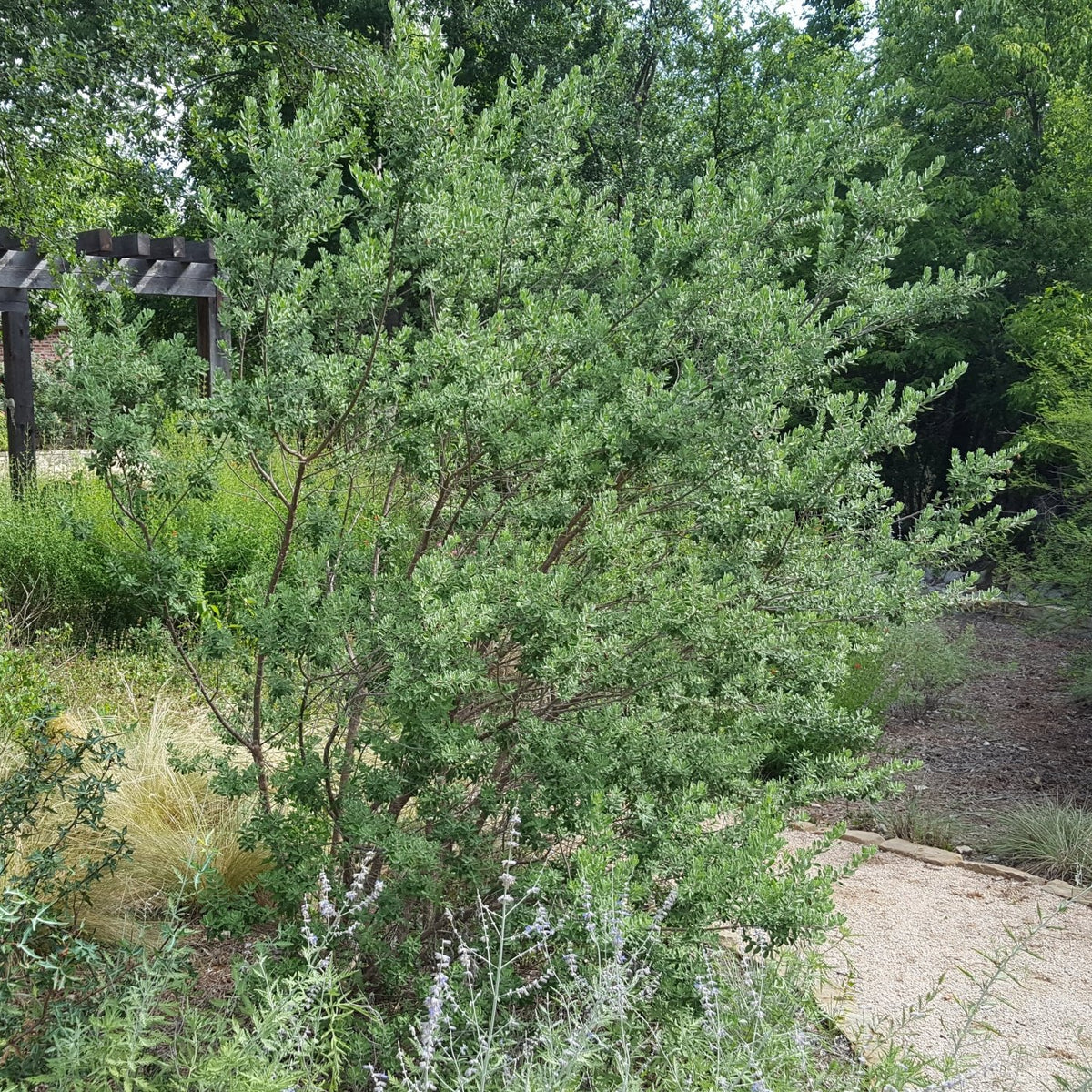 Leucophyllum frutescens (Green Texas Sage)