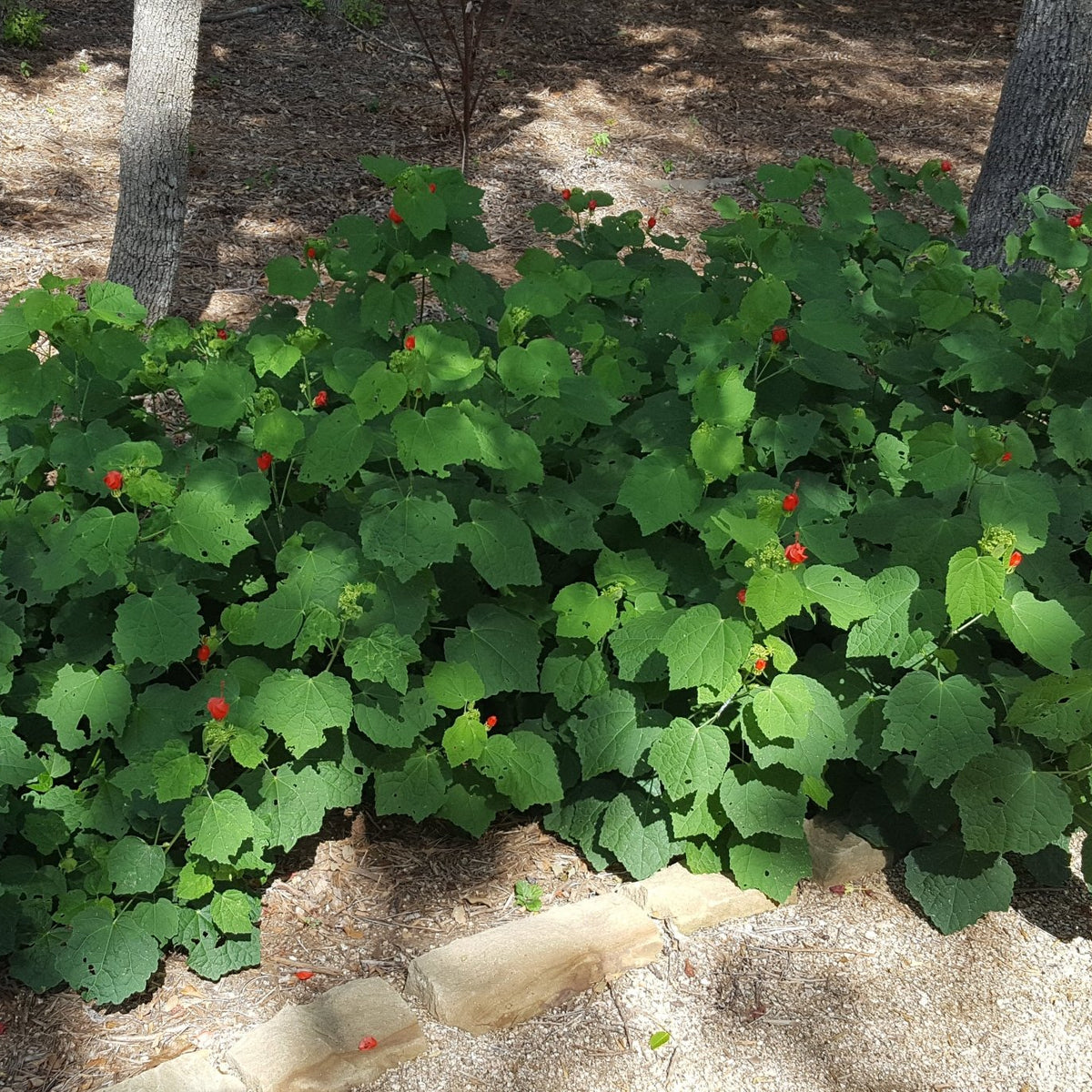 Turk's cap (Malvaviscus arboreus var. drummondii)