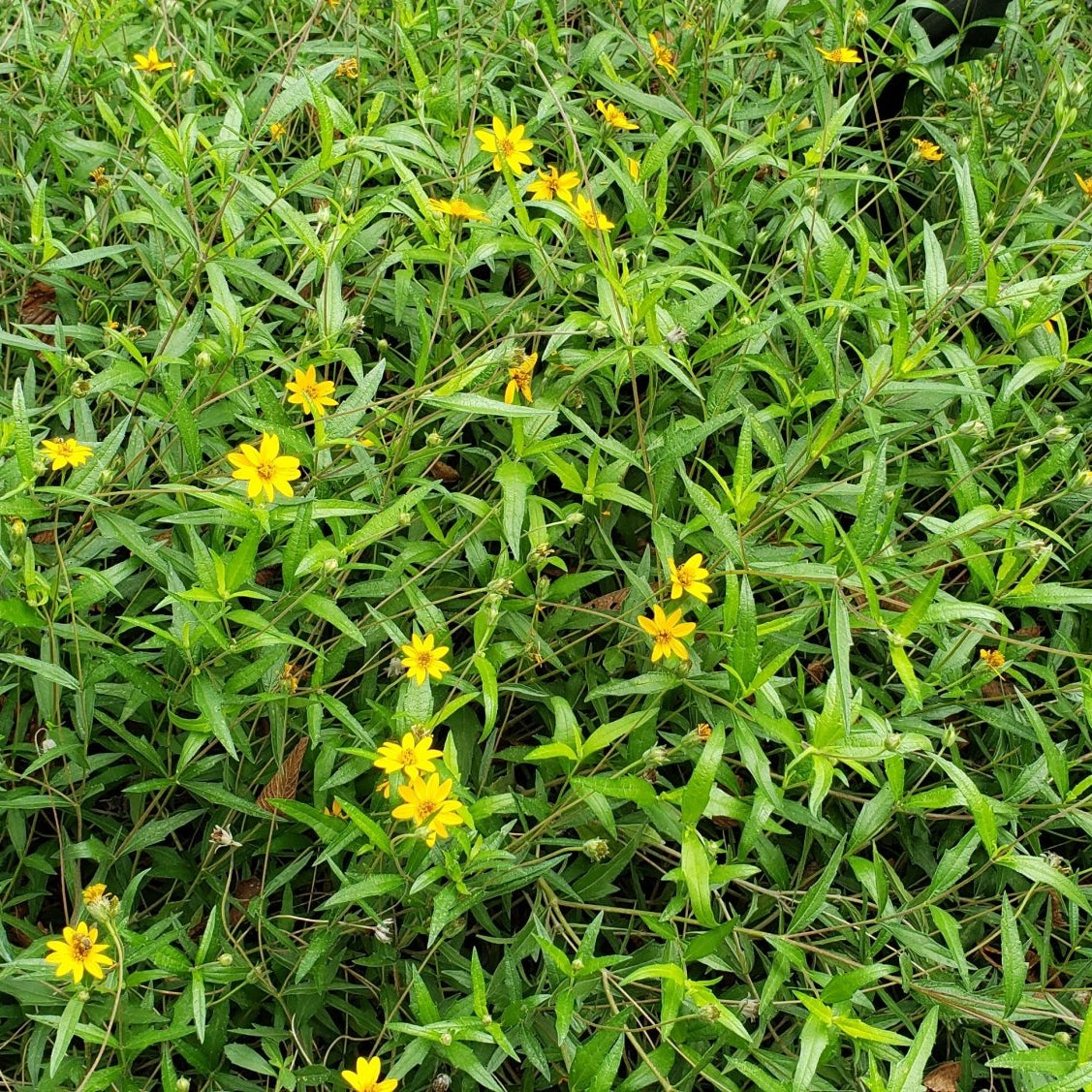Zexmenia (Zexmenia hispida or Wedelia hispida)
