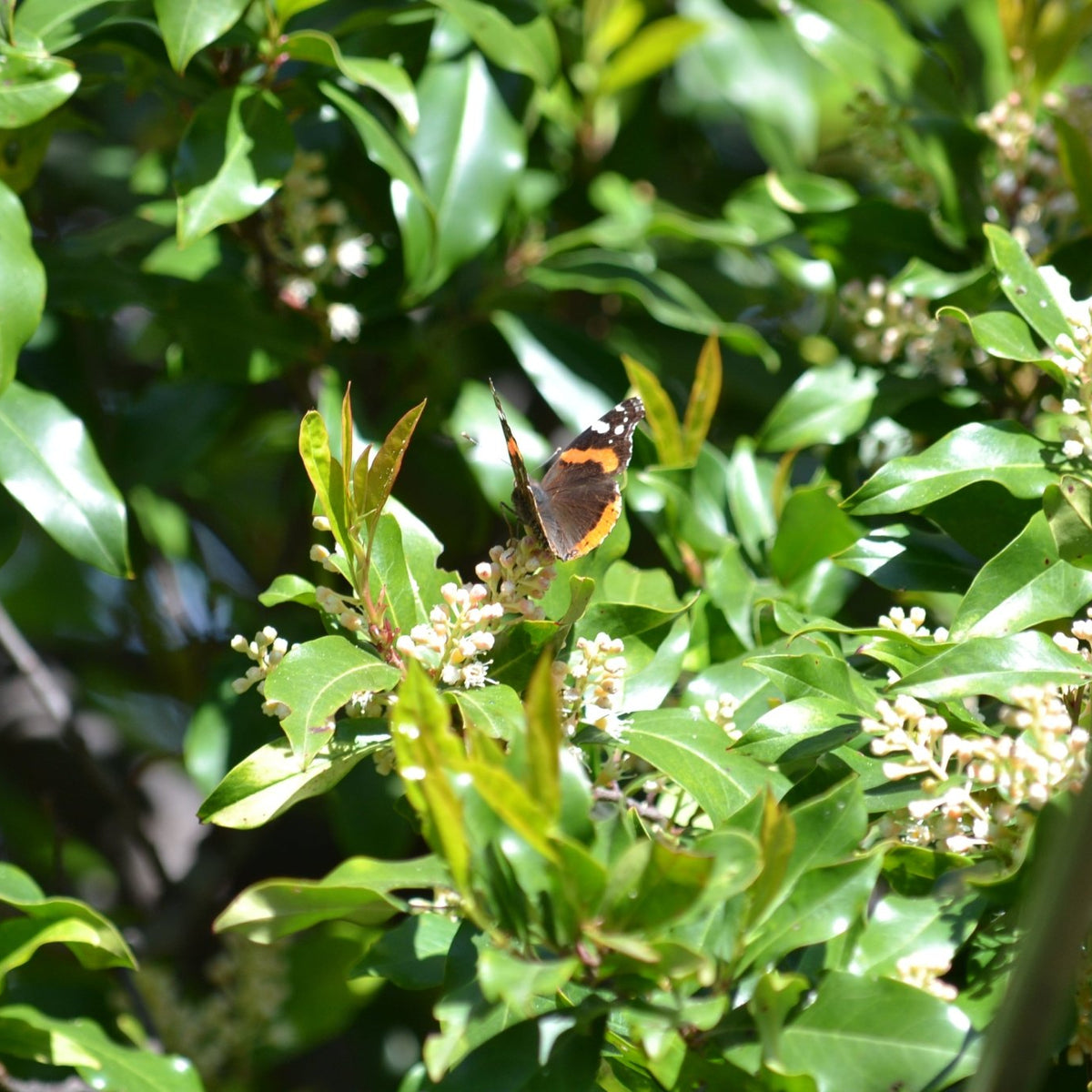 Prunus caroliniana (Cherry Laurel)