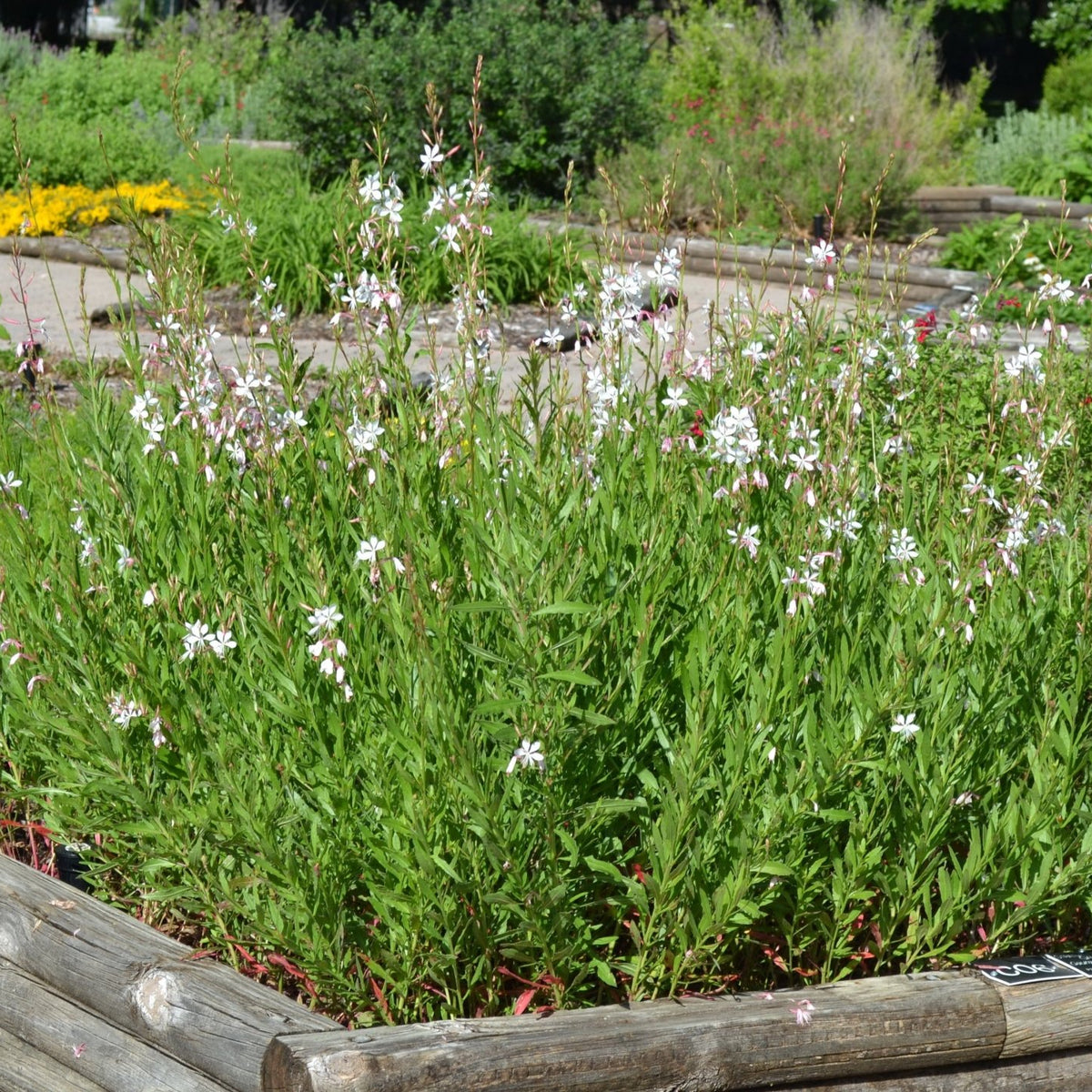 Oenothera lindheimeri 'Belleza White' (Gaura 'Belleza White')