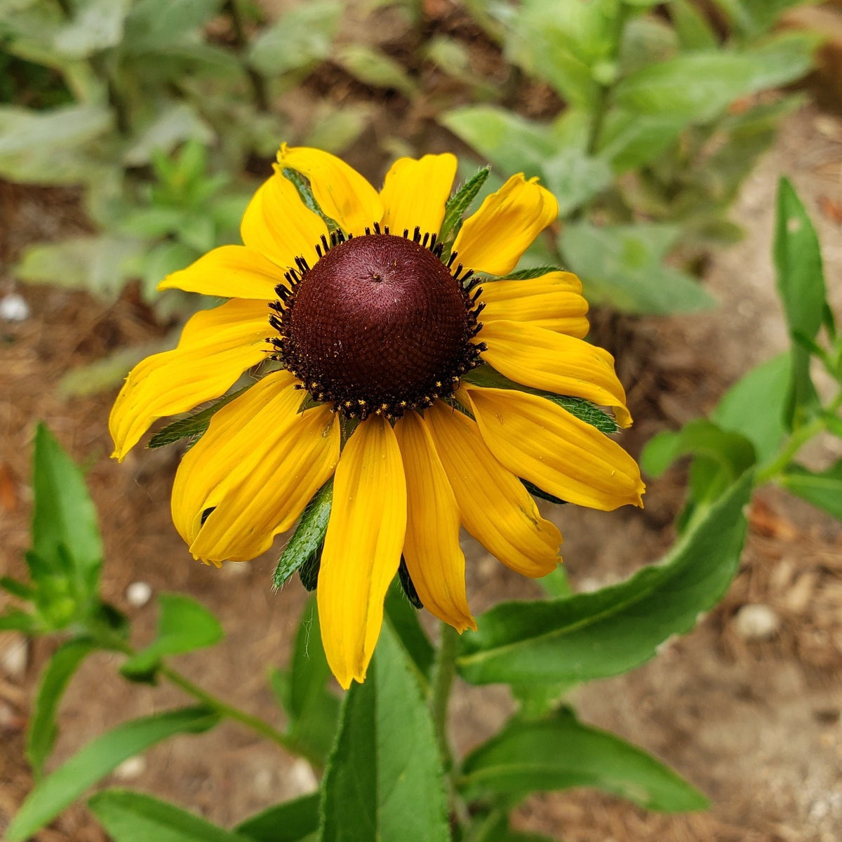 Brown-Eyes Susan (Rudbeckia hirta)