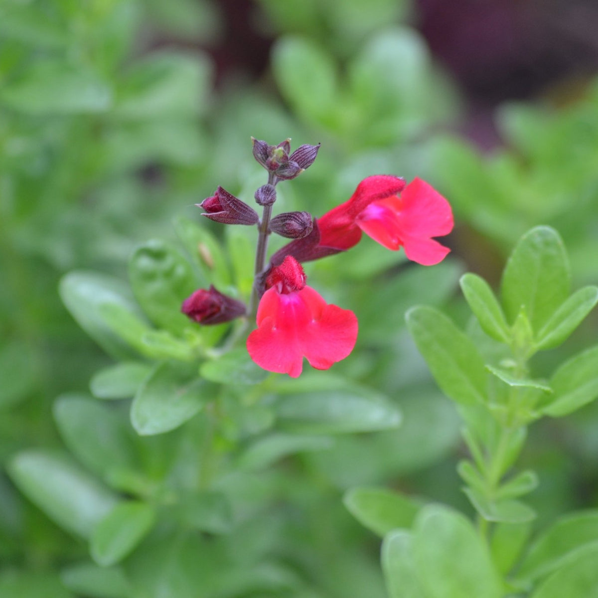 Salvia greggii red (Autumn Sage red)