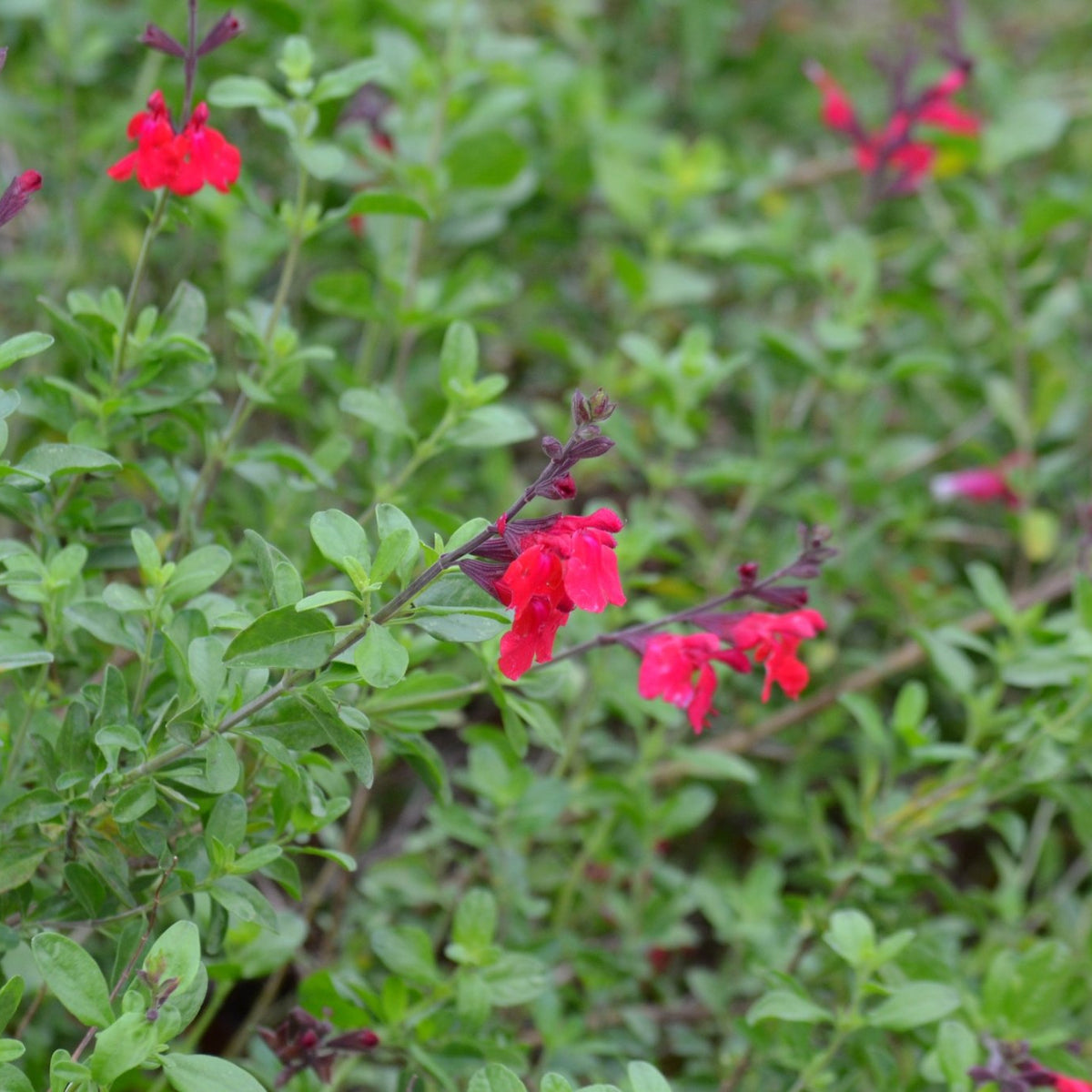 Salvia greggii red (Autumn Sage red)