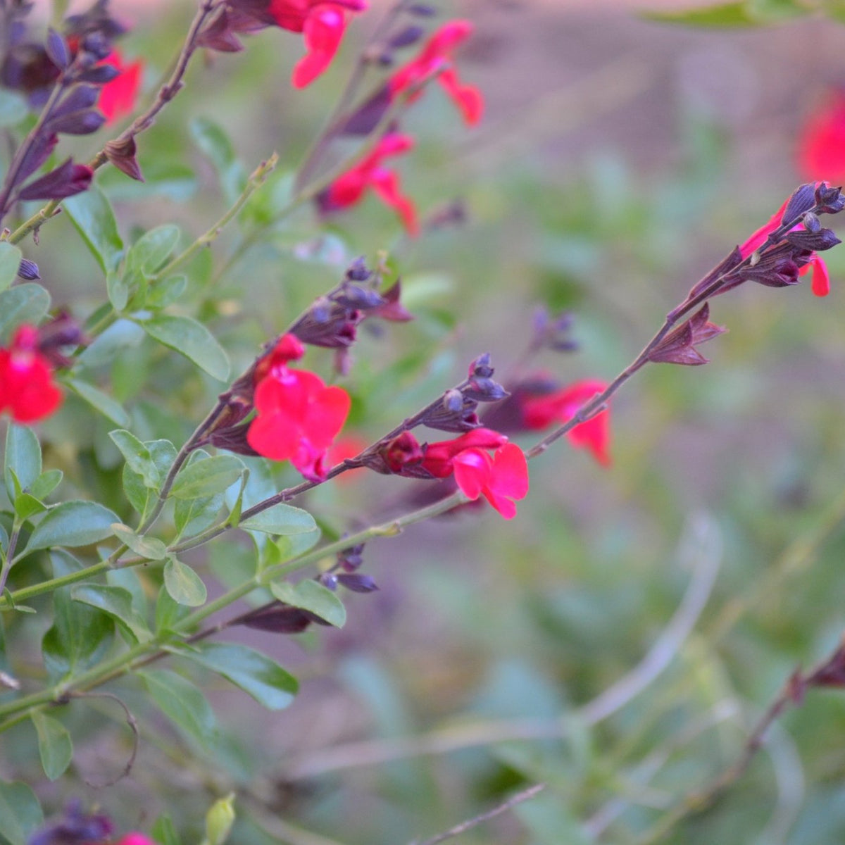 Salvia greggii red (Autumn Sage red)